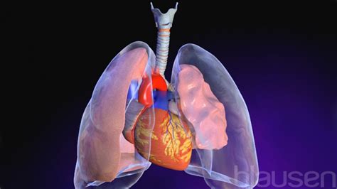 Akciğer sönmesi nasıl anlaşılır
